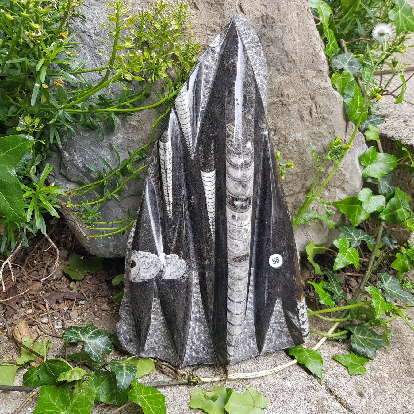Fossili: Orthoceras Platte 2.64Kg – Nuovo (secondo la descrizione) da Schwanden-Brienz venduto da Testudo06 4