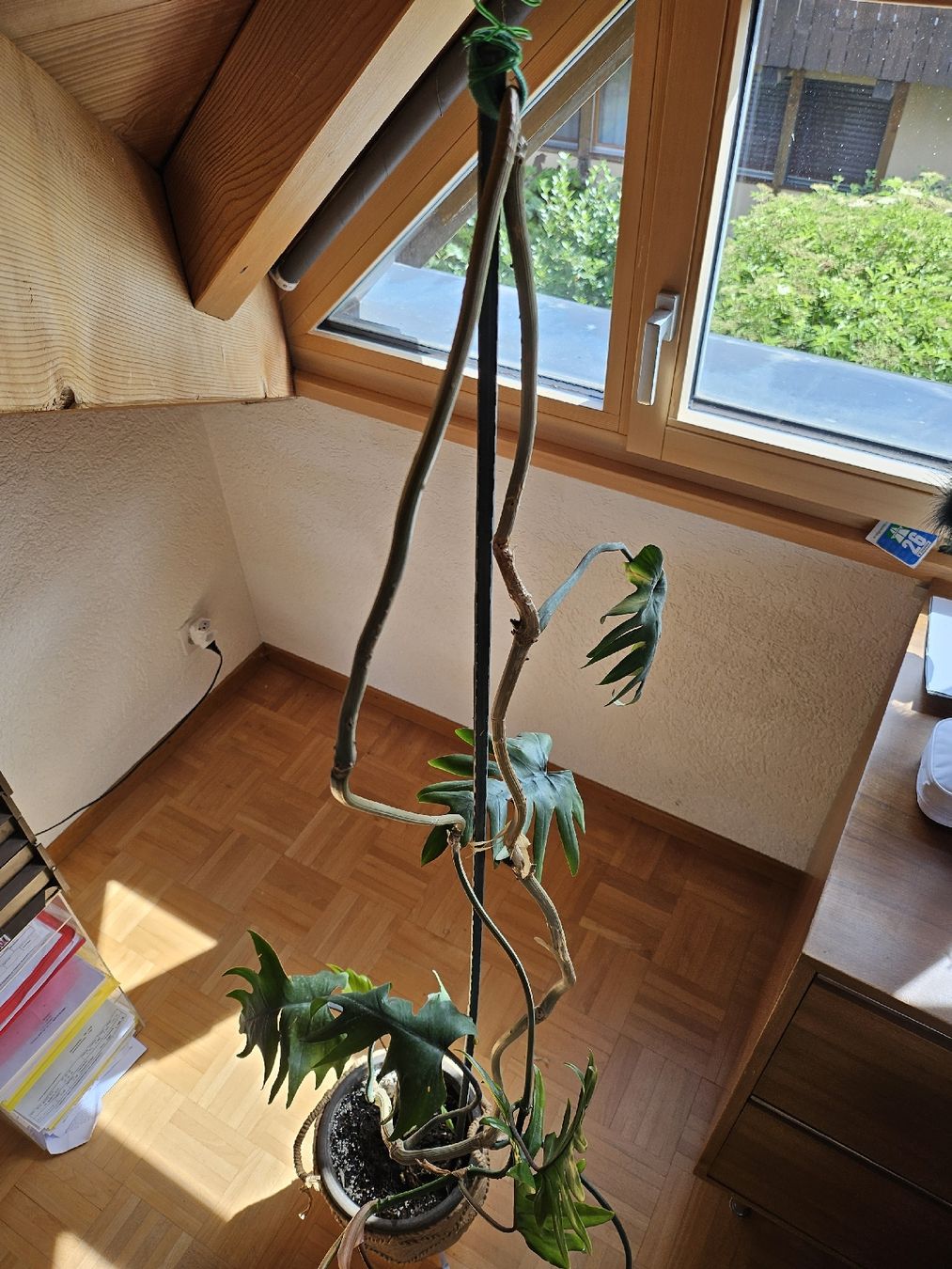 Piante & sementi: Philodendron pedatum XXL ca. 2.5 m  Eichenblatt Philodendron – Usato da Vinelz venduto da sonnenmond77 8
