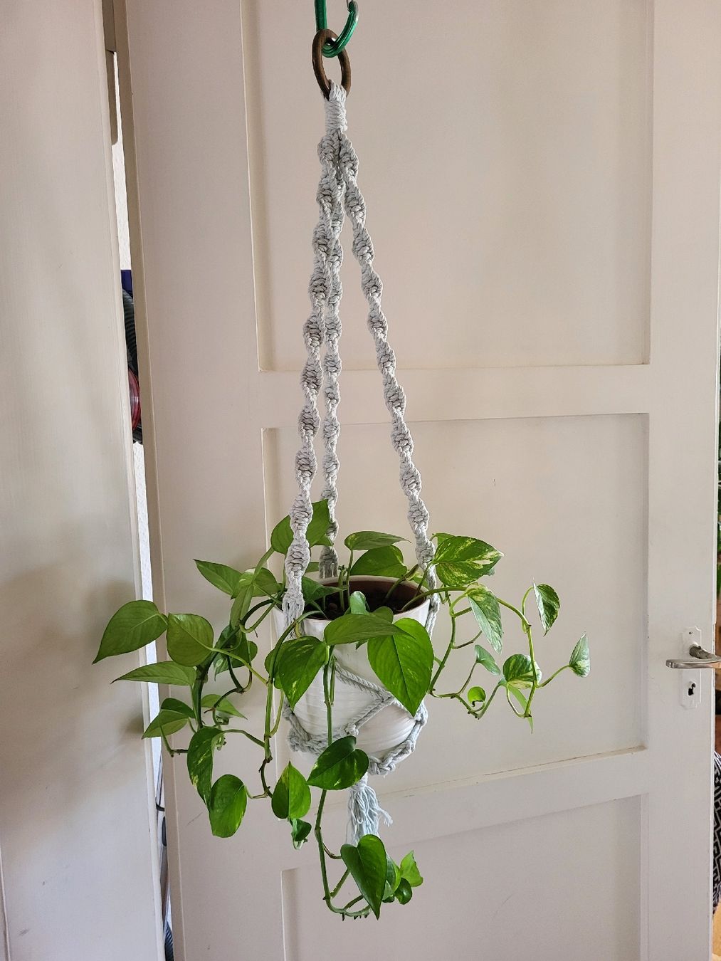 Piante & sementi: Epipremnum aureum Pflanze + Topf + makrame Blumenampel – Nuovo (secondo la descrizione) da Zürich venduto da sahaara01