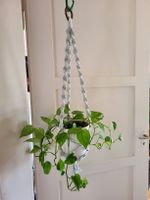 Epipremnum aureum Pflanze + Topf + makrame Blumenampel