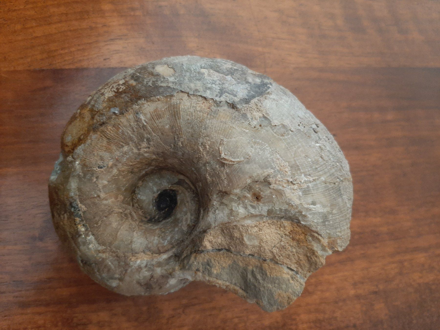 Fossili: fossiler Nautilus – Usato da Rickenbach BL venduto da Oktober68 2