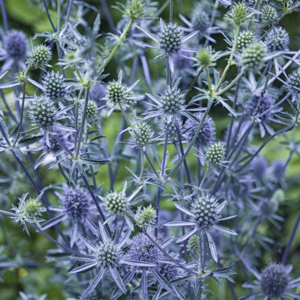 Piante & sementi: 100 Samen Blaukappe Eryngium Planum – Nuovo (secondo la descrizione) da Ehrendingen venduto da VerveinaSamen 2