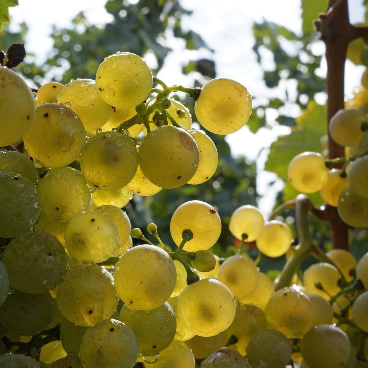 Piante & sementi: Vigne sans traitements NOAH  plant de 20cm – Nuovo (secondo la descrizione) da Bremblens venduto da FIBONACCI369