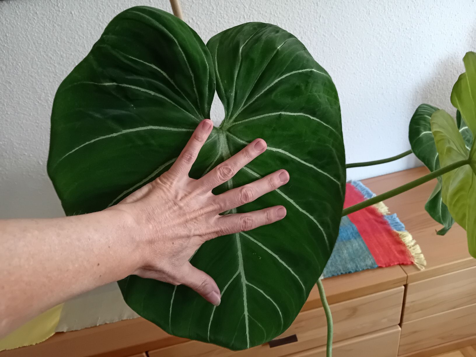 decorum philodendron Philodendron Selloum Plant – Plant It Tampa Bay main image 1