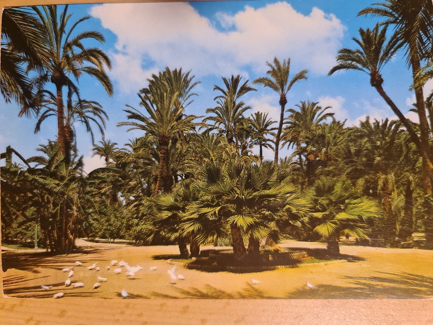 Cartoline postali: Ansichtskarte Alicante Elche Spanien – Usato da Dintikon venduto da Vexi