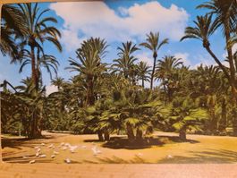 Ansichtskarte Alicante Elche Spanien