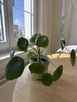 7 Stück Pilea Geldpflanzen in beige Topf gepflegt und klein
