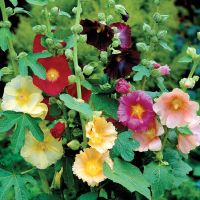 Feigenblättrige Stockrose - Alcea ficifolia - Hybriden - 50
