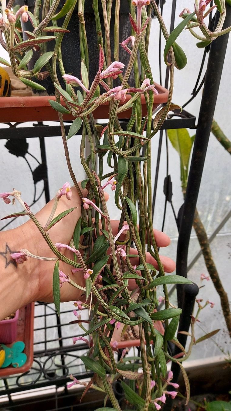 Piante & sementi: Monadenium montanum var. rubellum – Nuovo (secondo la descrizione) da Thalheim venduto da silvara01 8