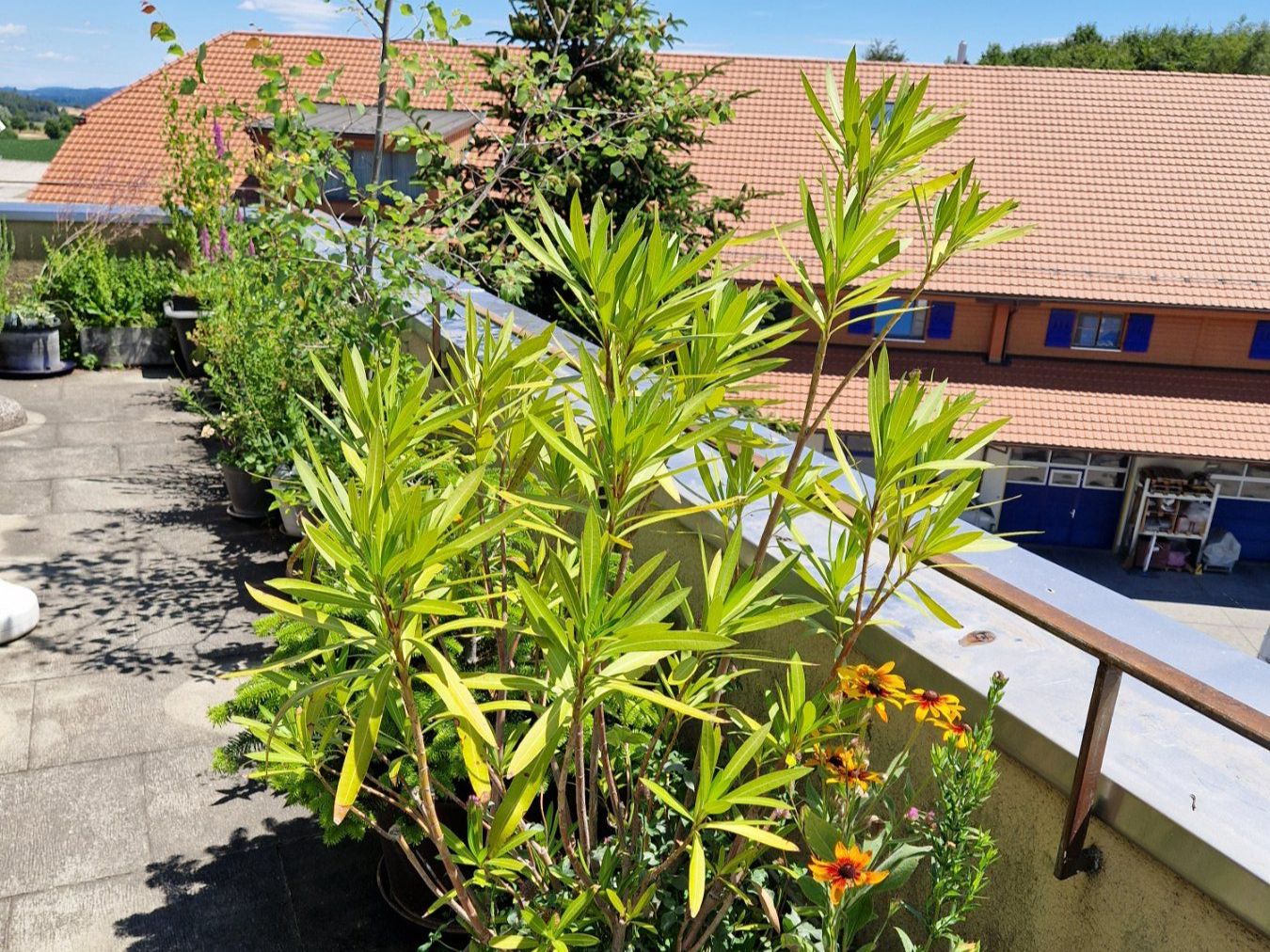 Piante & sementi: Oleander dunkelrosa blühend, Terrassenpflanze – Usato da Münchenbuchsee venduto da Aare22 8