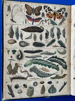 Raupen und Schmetterlings-Kalender 1837