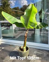 Bananenpflanze Musa im Topf (Zimmerbananenbaum)