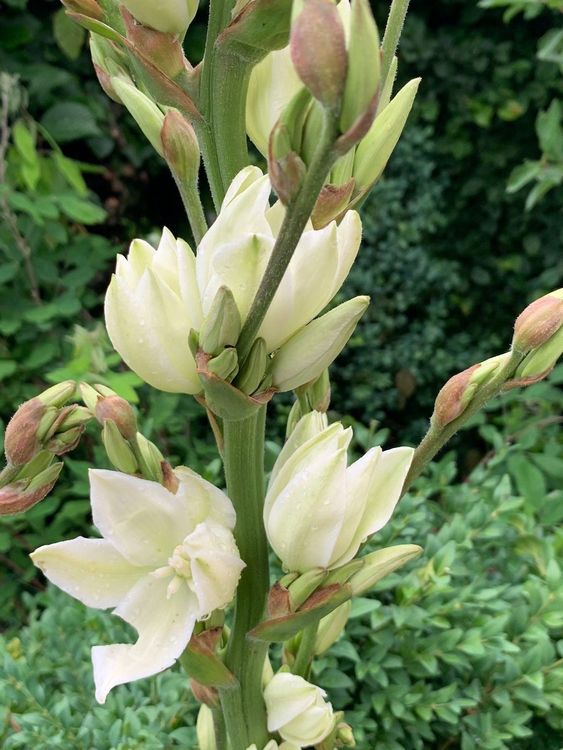 Yucca filamentosa GartenYucca Pflanze winterhart Acheter sur Ricardo