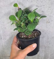 Euphorbia ritchiei