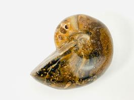 Ammonit/Fossil poliert opalisierend