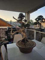 Juniperus Squamata Bonsai