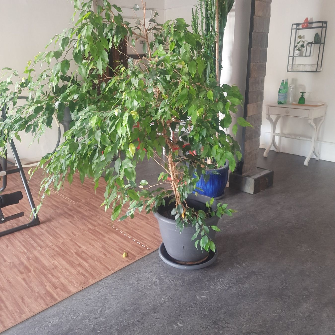 Plantes & graines: Birkenfeige (Ficus Benjamina) – D'occasion à Basel par Mart85