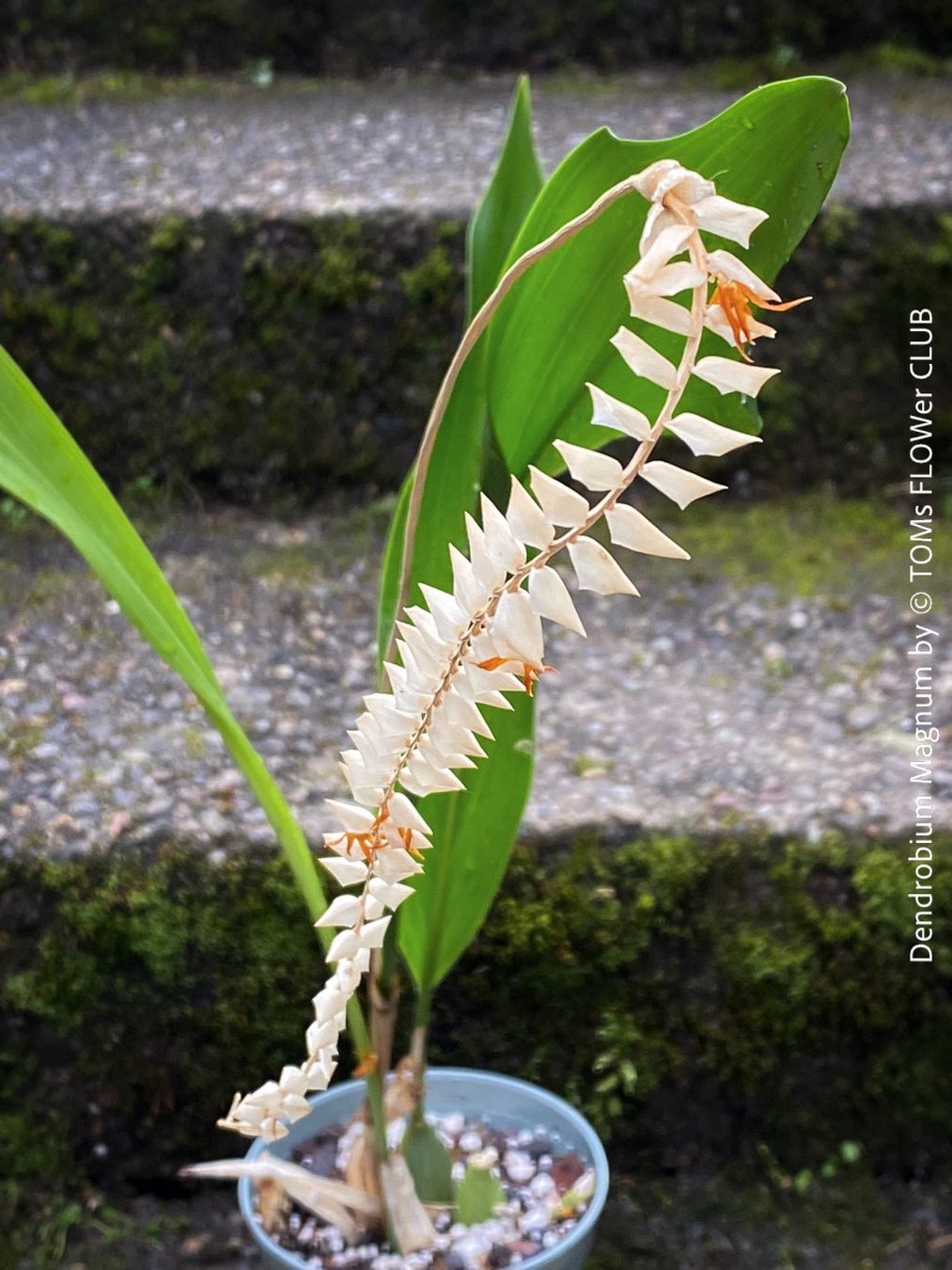 Piante & sementi: Dendrobium Magnum Orchidee - Duft und Blüte einfach WOW – Nuovo e nell'imballaggio originale da Adliswil venduto da asTOMas963 5