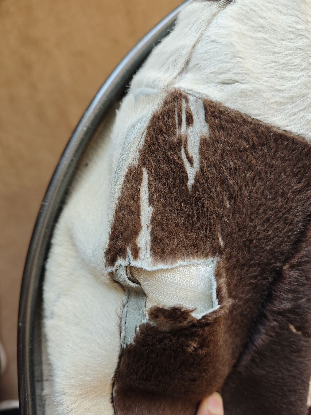 Sedie: Statement Cowhide Chair - Lounge Piece Claudio Salocchi? – Usato da Zollikon venduto da mK_bLly 2