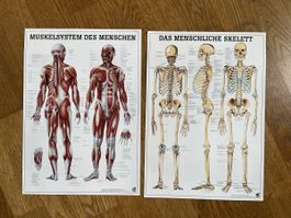 2 Anatomie Poster - Muskeln und Knochen 34x24 cm