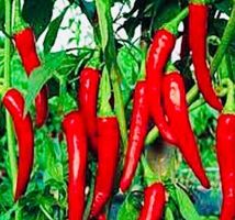 50 Samen SCHARFE Kalabrische XL Chili 10cm