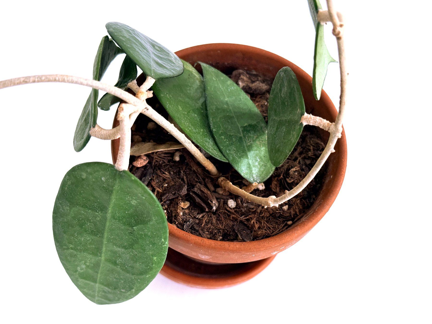 Pflanzen & Samen: HOYA*PARASITICA BLACK MARGIN***** – Neu (gemäss Beschreibung) aus Dübendorf von Orchid18 1