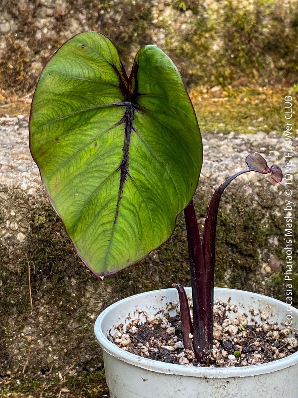 Piante & sementi: Colocasia Pharaohs Mask - 100% Bio-Pflanze – Nuovo e nell'imballaggio originale da Adliswil venduto da astom369 6