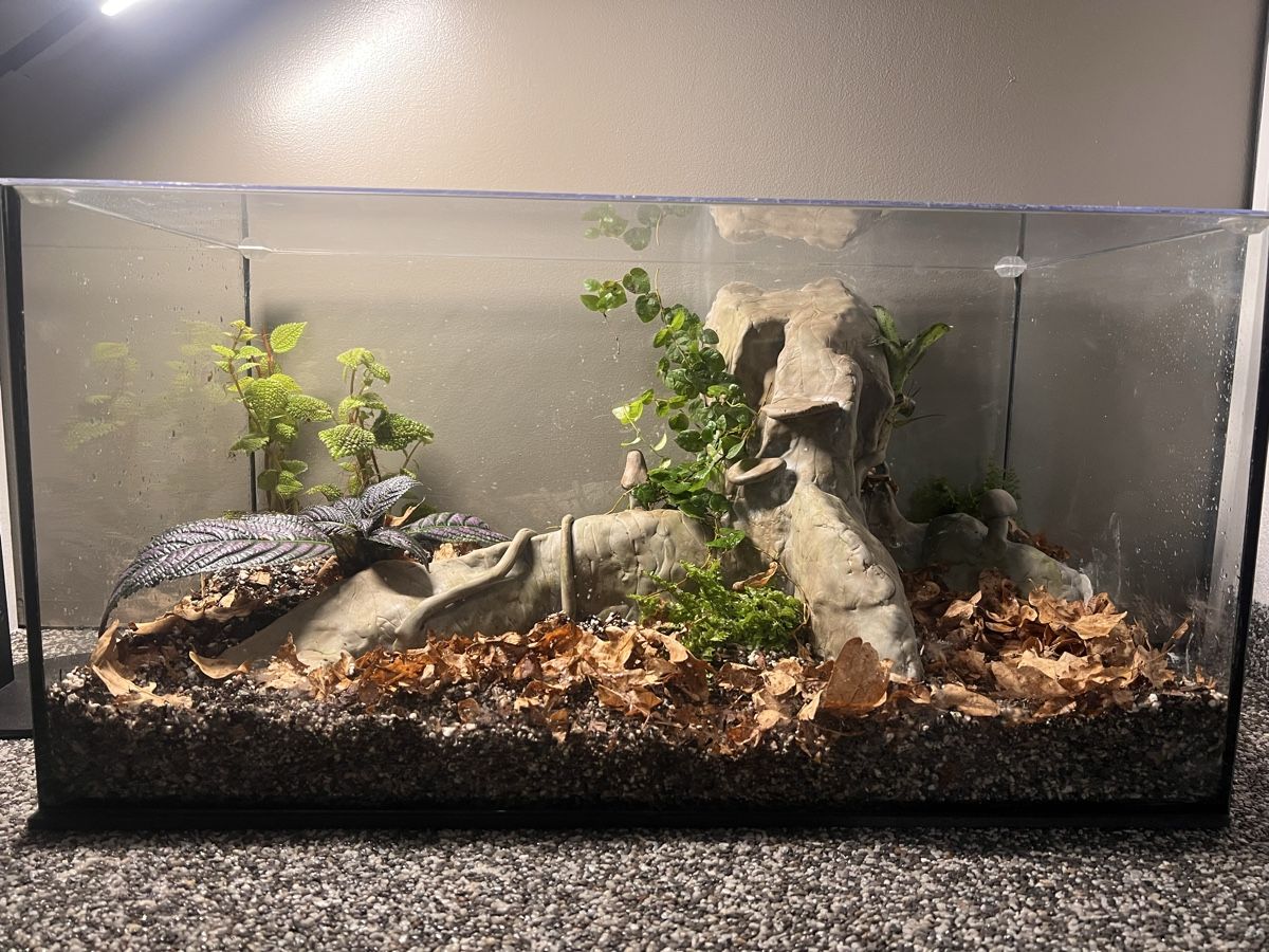 Terrario: Terrarium 60x30x40 – Nuovo (secondo la descrizione) da Kriessern venduto da greenhellexoticsch