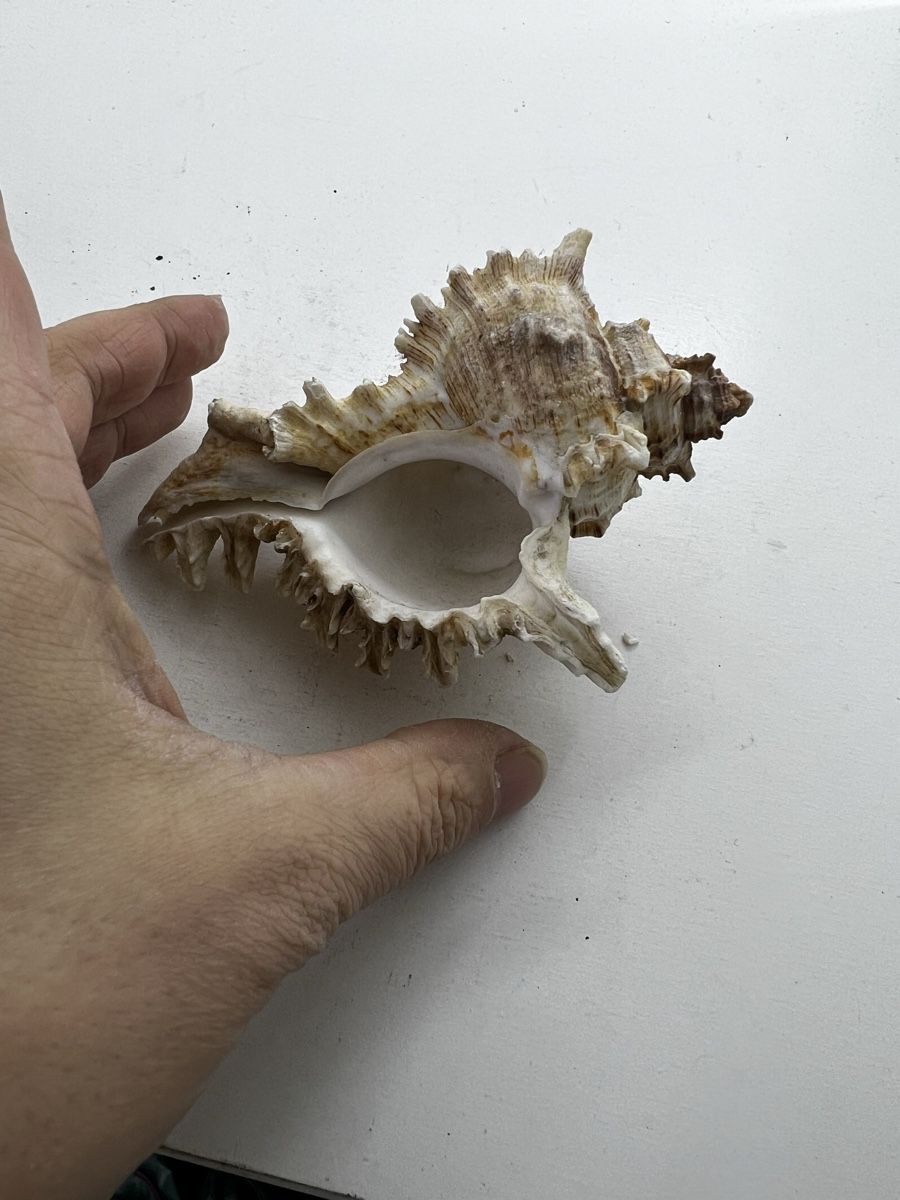 Fossilien: 2 grosse Meeresschnecken Häuser – Gebraucht aus Wettingen von NickInc 1