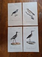 Gravures d'oiseaux anciens - Belle collection (4 pièces)