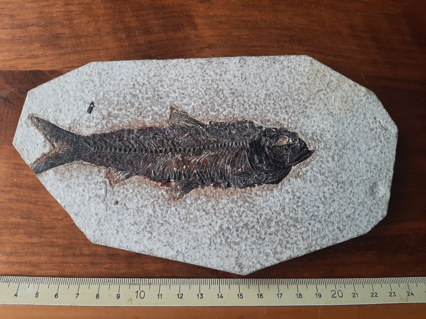 Fossiles: fossiler Fisch USA – D'occasion à Rickenbach BL par Oktober68