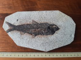 fossiler Fisch USA