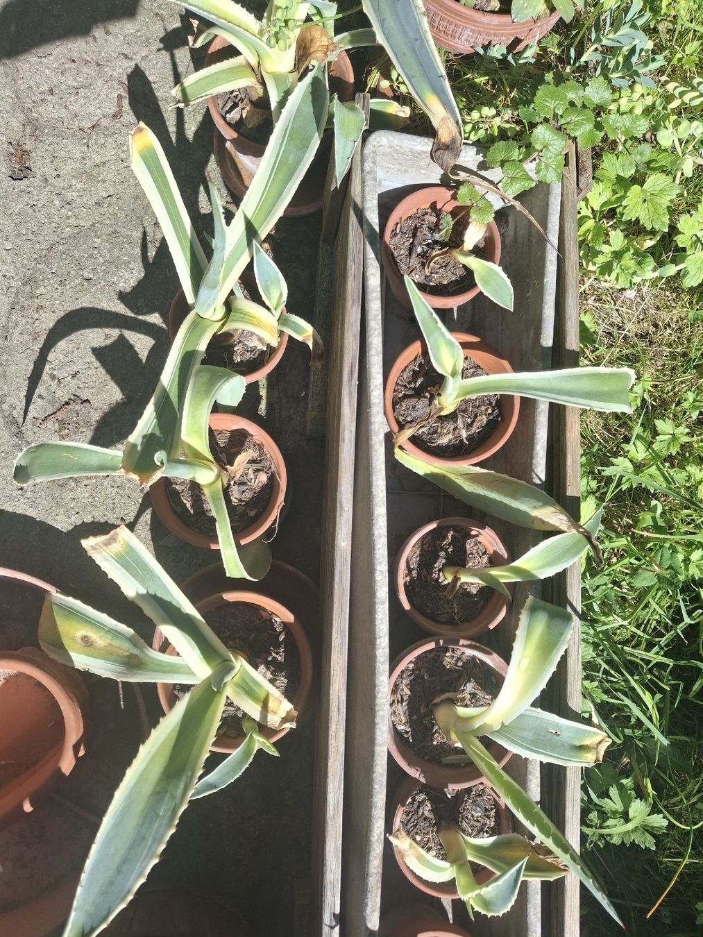 Piante & sementi: Agave Americana – Nuovo (secondo la descrizione) da Wohlenschwil venduto da Lexah