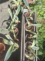 Agave Americana