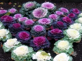 30 Samen Blattkohl Ornamental
