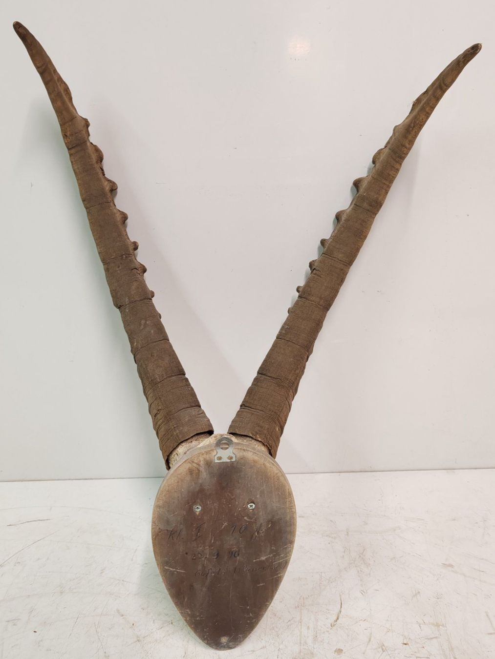 Il mondo degli animali: Steinbock Geweih als Trophäe, Gehörn Jahr 1990 – Usato da Luzern venduto da Lager6640 1