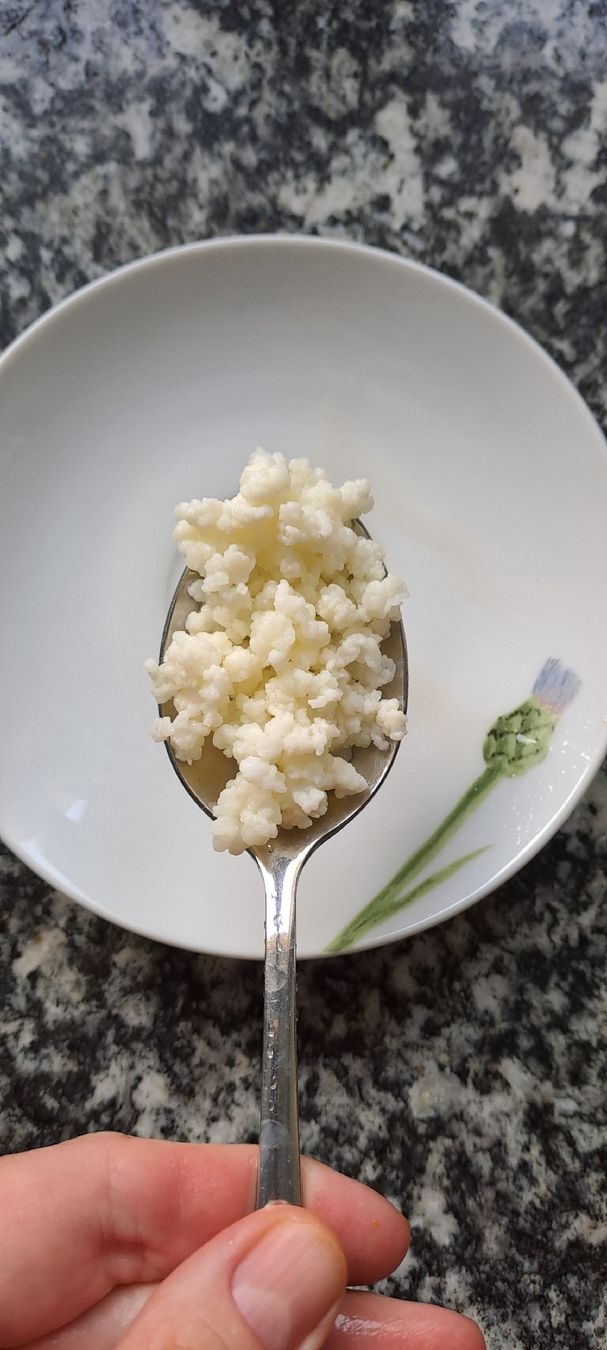 Aliments & Spécialités: Kefirknollen – Neuf (Voir description) à Buttisholz par tan_z69b