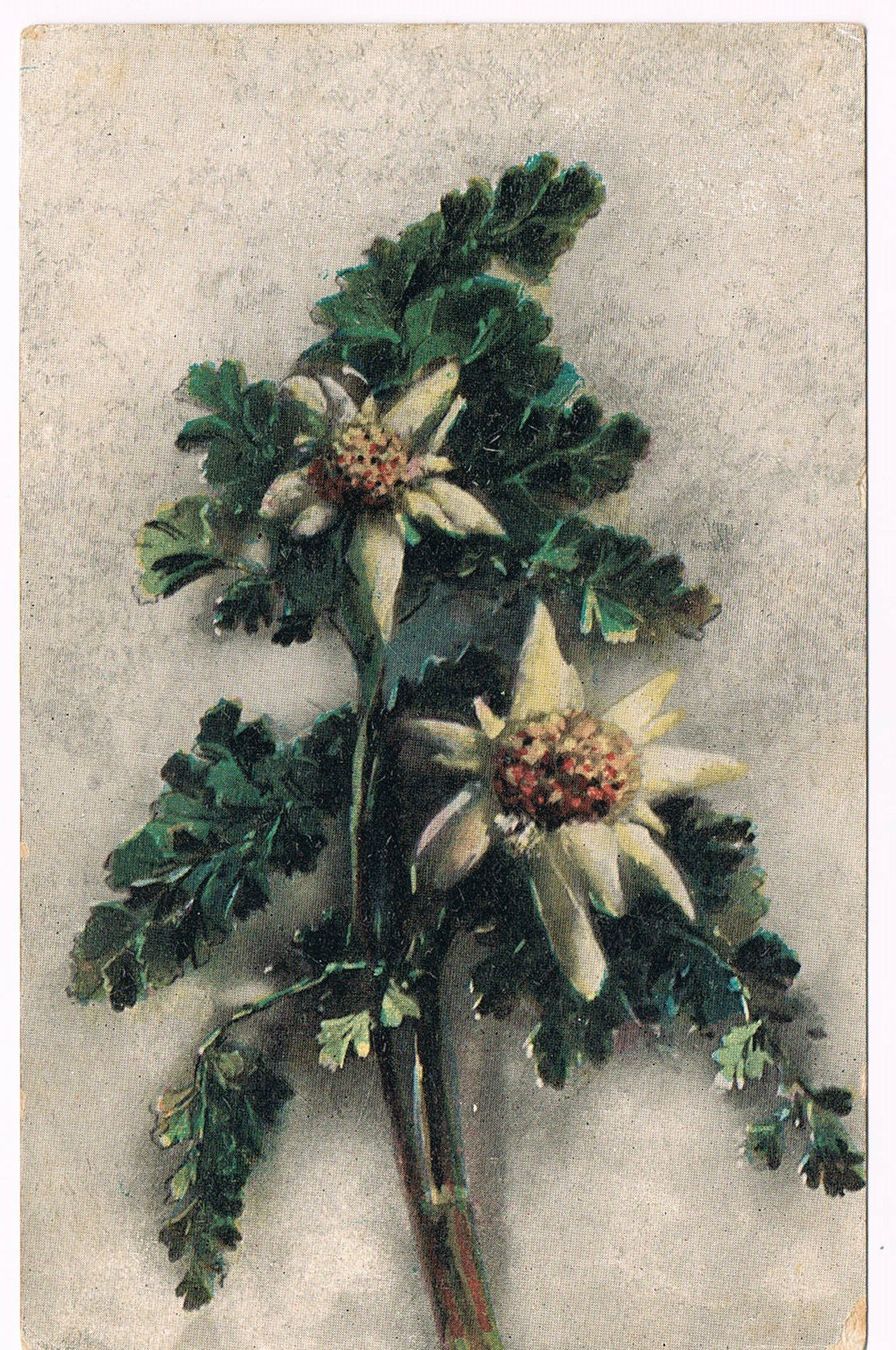 Cartoline postali: Edelweiss-Glückwunschkarte 1925 – Usato da Buchs AG venduto da Baerfisch