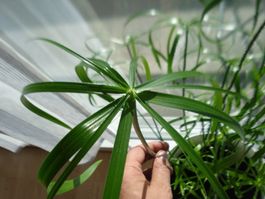 PAPYRUS ** ZYPERGRAS ** 4 Setzlinge ** LUFTREINIGEND