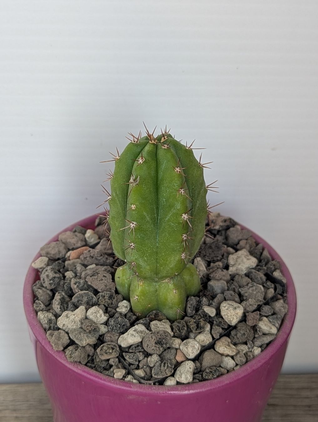 Plantes & graines: Cactus colonnare – D'occasion à Comano par che_8lc2 1