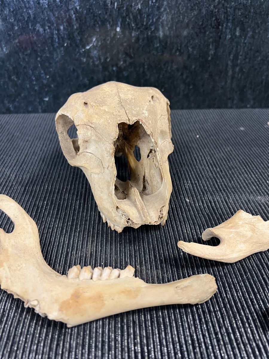Welt der Tiere: CRÂNE 💀  ANCIEN – Gebraucht aus Genève von Leboucheoreilles 2