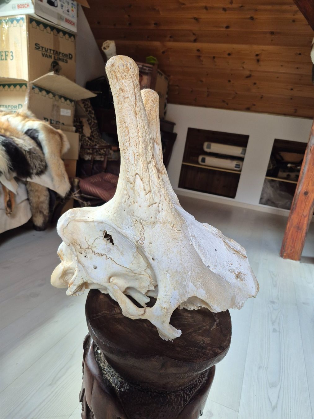 Il mondo degli animali: Crane de giraffe/ Giraffenschädel – Usato da Treyvaux venduto da Kbh2000 3