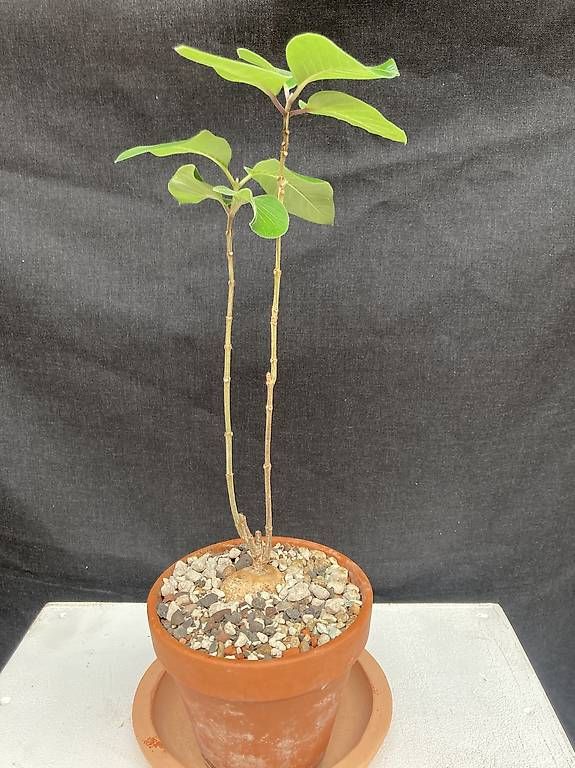 Piante & sementi: Caudex Baseonema gregorii – Usato da Liestal venduto da PrebenZwei