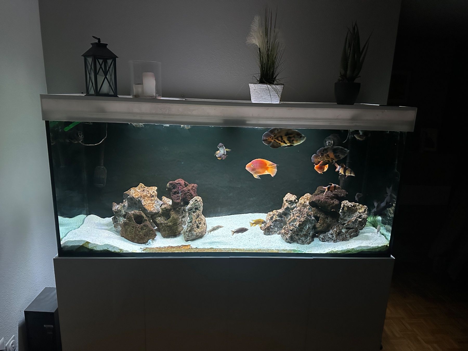 Acquari: Aquarium XXL 810L Complet + Fluval FX6 & Eheim – Usato da Conthey venduto da YvesLoo 1