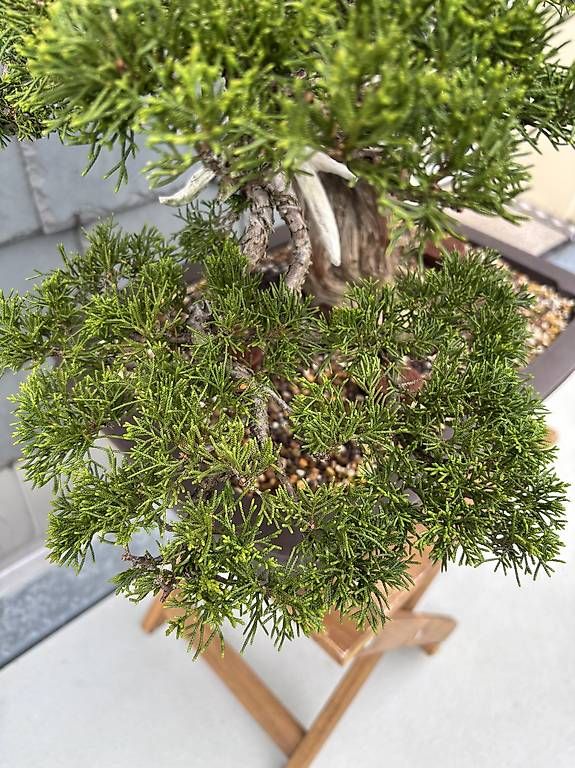 Piante & sementi: Itoigawa wacholer bonsai – Usato da Herisau venduto da men_9hwl 2