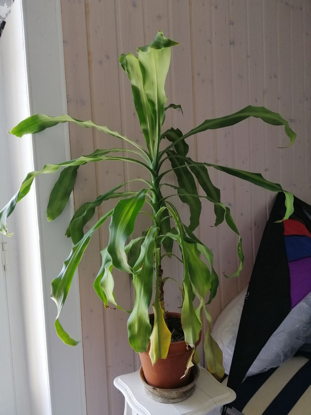 Piante & sementi: Yucca 90 cm avec pot et soucoupe  – Usato da Lausanne venduto da Jdelta