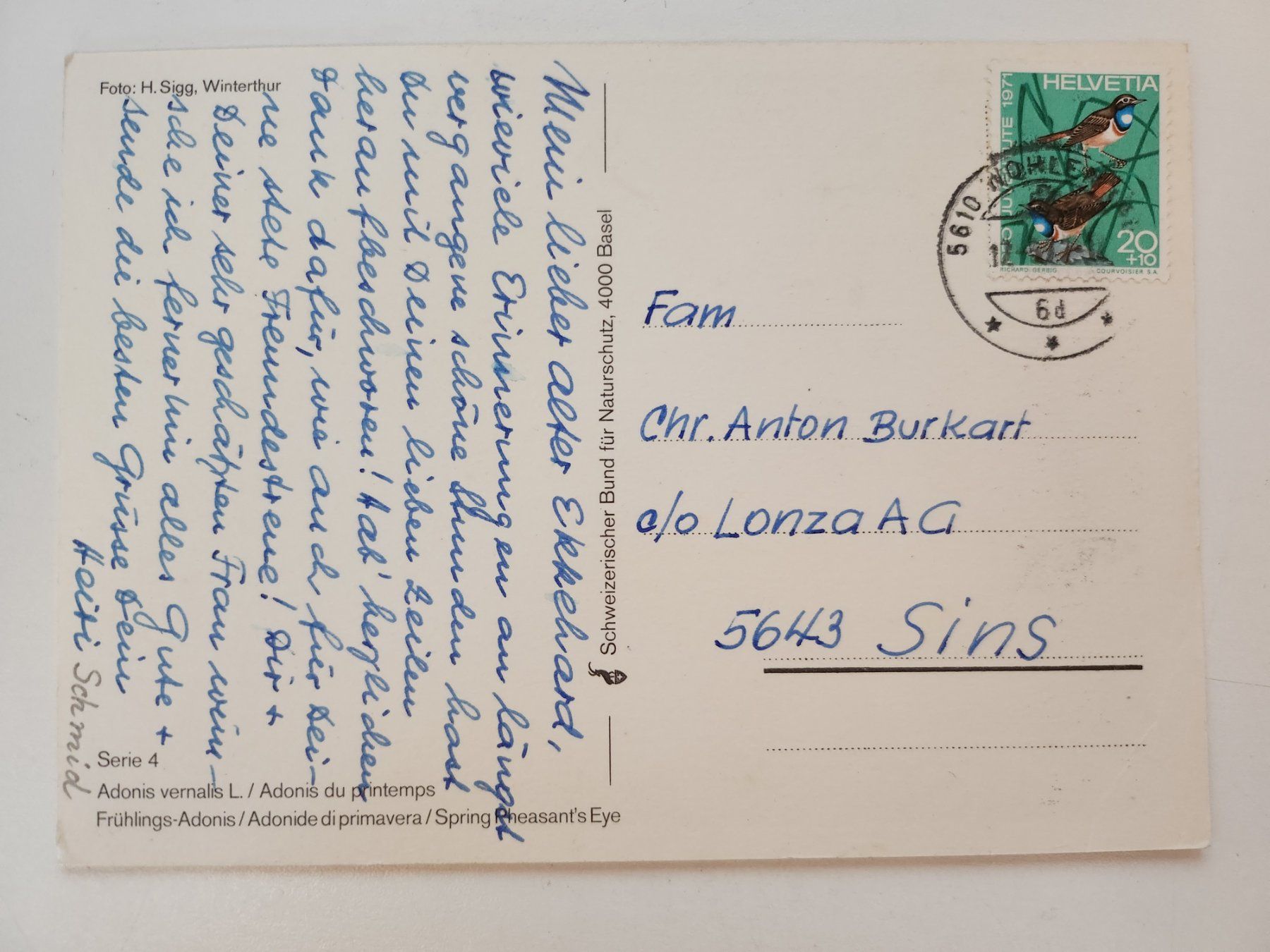 Cartoline postali: Alte Ansichtskarte Frühlings-Adonis – Usato da Weiningen ZH venduto da Annakatharina 1