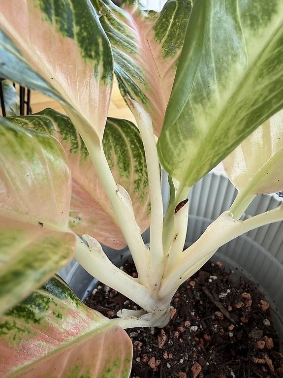 Piante & sementi: Aglaonema – Usato da Spiez venduto da Lunelu 1