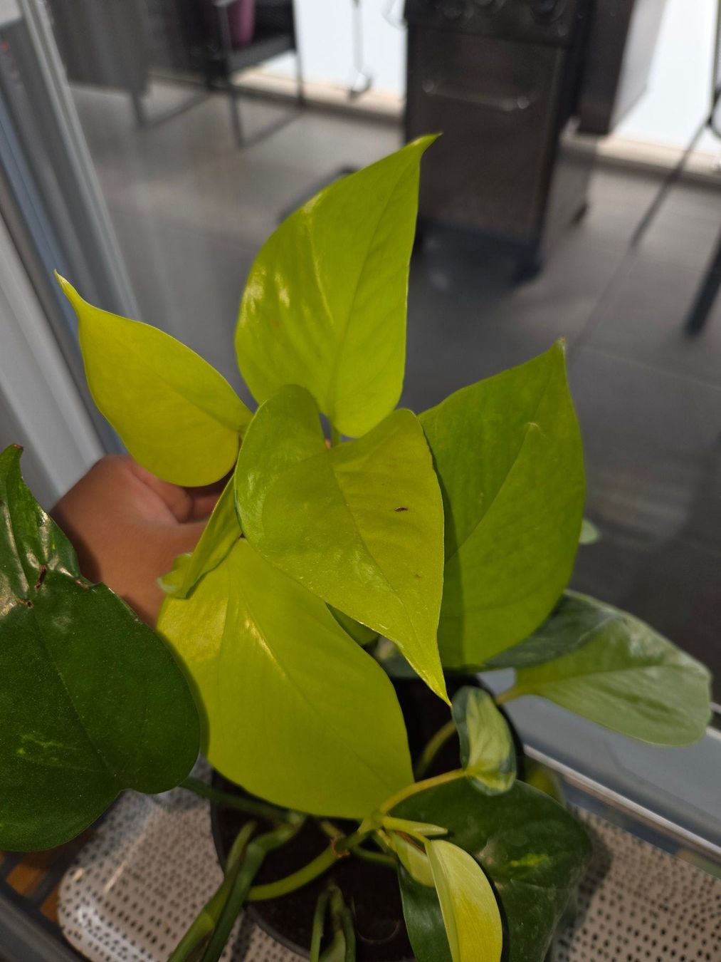 Piante & sementi: ** Mix Epipremnum aureum** – Usato da Broc venduto da omegadlocks 1