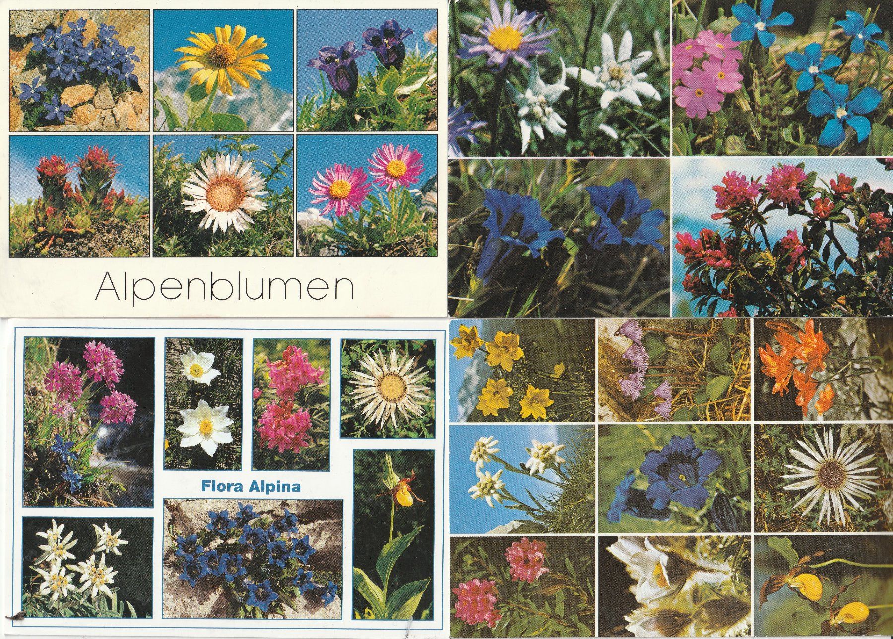 Cartoline postali: 40 Blummenkarten – Usato da Lumbrein venduto da made02 1